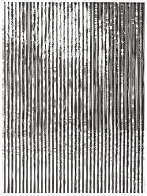 Friedrich Fröhlich: Waldstück