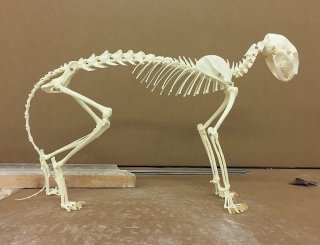 Friedrich Fröhlich: Meine Katze