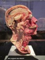 Kopf Profil, Nervenfasern sichtbar  