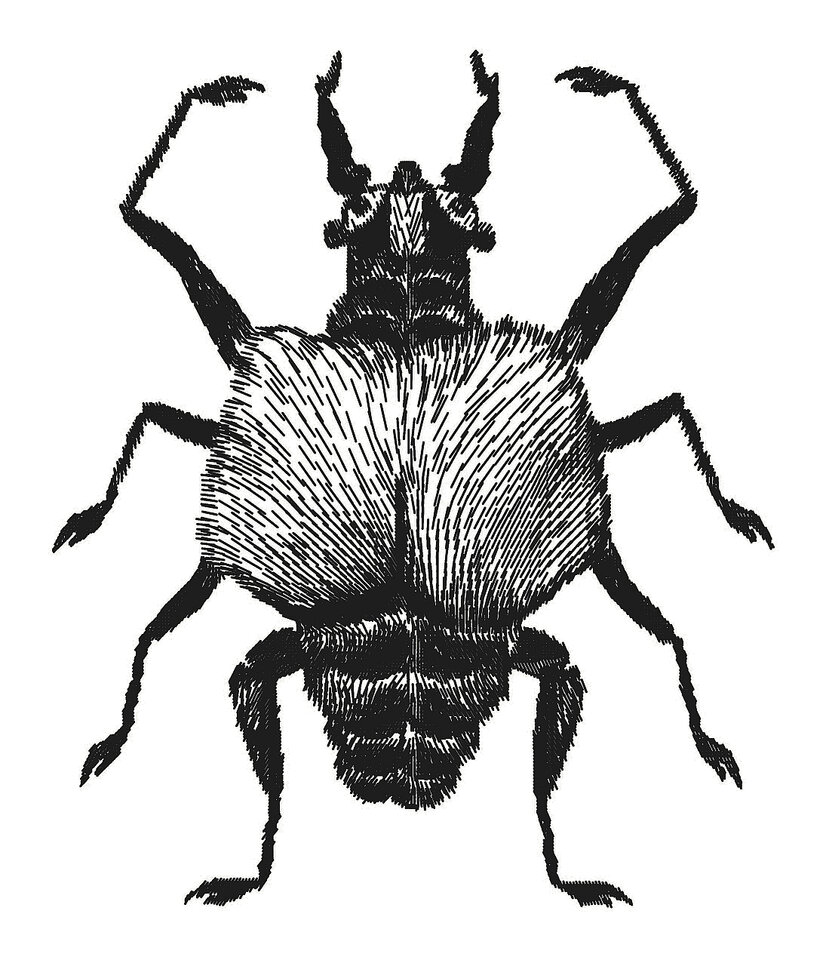 Friedrich Fröhlich: Friedricus hinterus penius