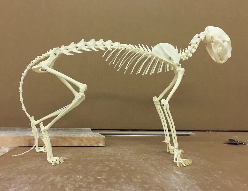 Meine Katze, Friedrich Fröhlich